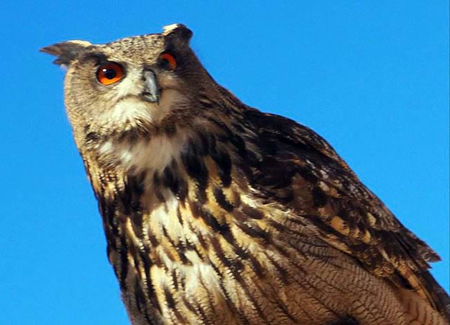 Un duc. Autor: Àlex Rollán / Equip de Biologia de la Conservació - Universitat de Barcelona