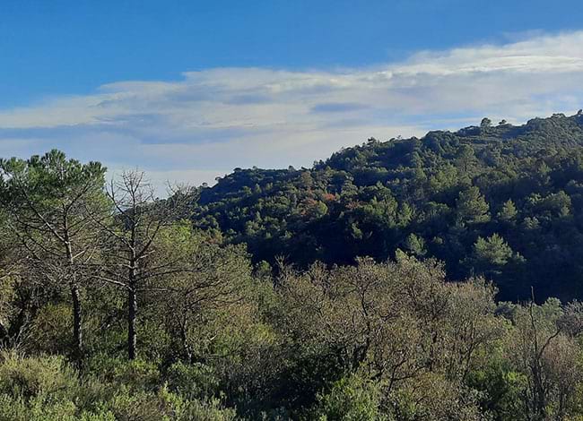 Massa forestal de la finca de l'Alzina del Sal·lari. Autor: XPN