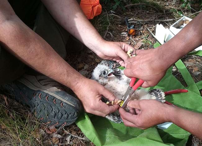 Instant de l'anellament d'un dels pollets de falcó pelegrí. Autor: XPN