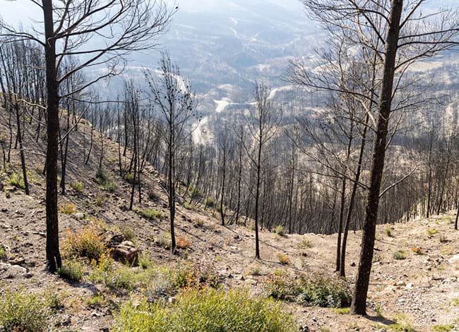 Bosc cremat al Pont de Vilomara i Rocafort. Autor: Pau Fabregat / Diputació de Barcelona