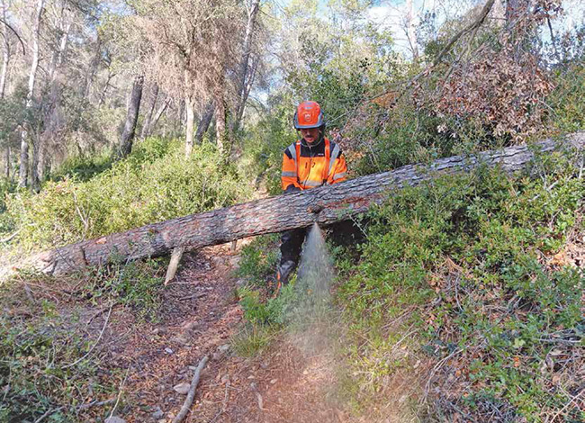 Treballs forestals al Parc Natural. Autor: XPN