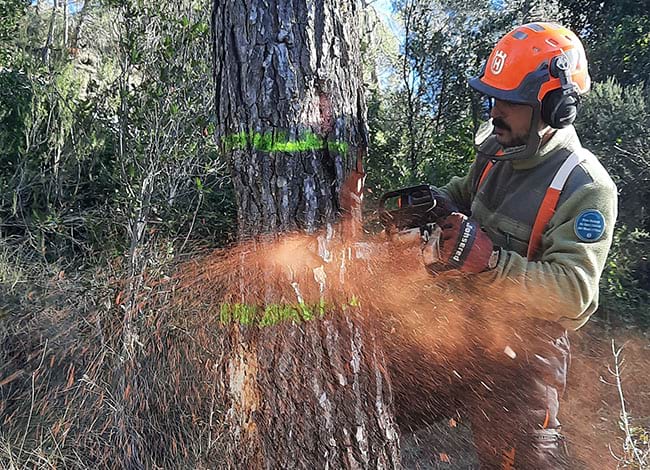 Tallada d'un pi. Autor: XPN