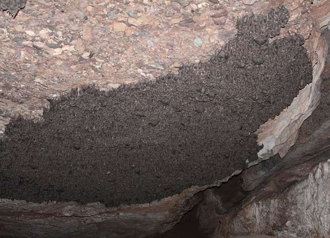 La colònia de ratpenat de cova, al Parc. Autor: Areambiental