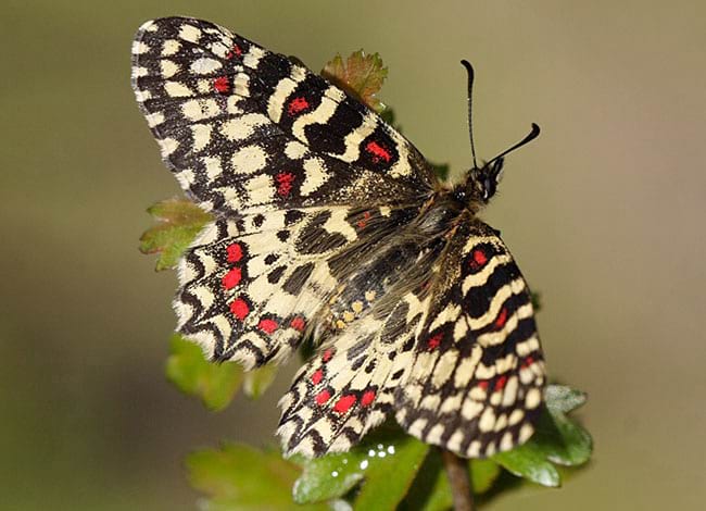 Arlequí (<i>Zerynthia rumina</i>). Autor: Jose Manuel Sesma