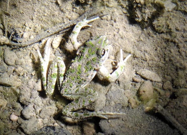 Granoteta de punts (<i>Pelodytes punctatus</i>) vista al Parc Natural. Autor: Eudald Pujol Buxó / SCH