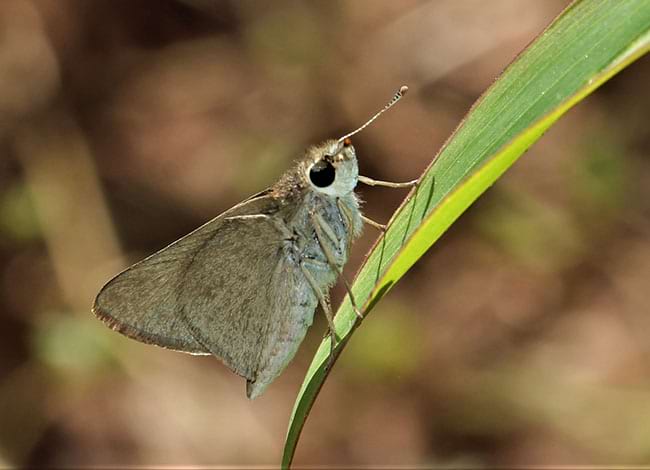 Sageta negra (<i>Gegenes nostrodamus</i>). Autor: José Manuel Sesma