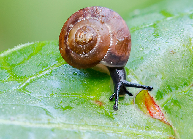 Fotografia guanyadora del tema 