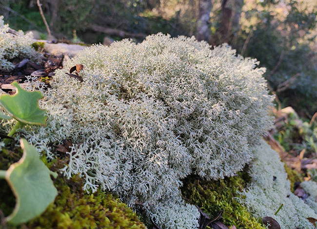 Imatge de l'espècie 