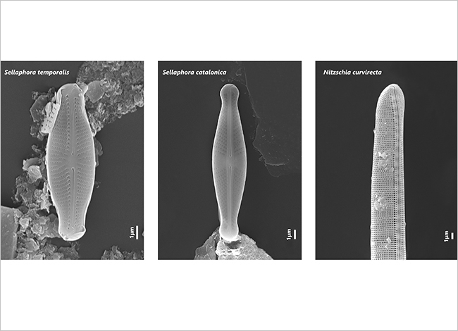 Les tres diatomees noves descobertes. Autoria: Guillermo Quevedo-Ortiz