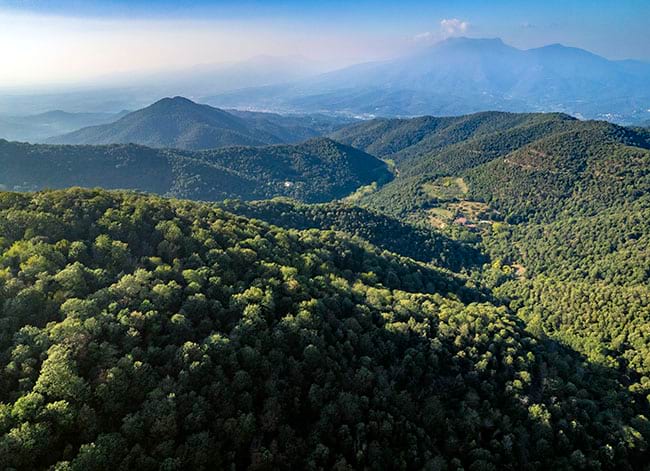 Els boscos, com aquest del Parc del Montnegre i el Corredor, primera efemèride. Autor: Iñaki Relanzón