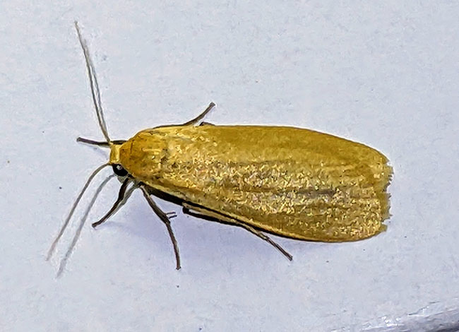 Un dels insectes que es van poder observar durant l'activitat. Autoria: Artur Degollada