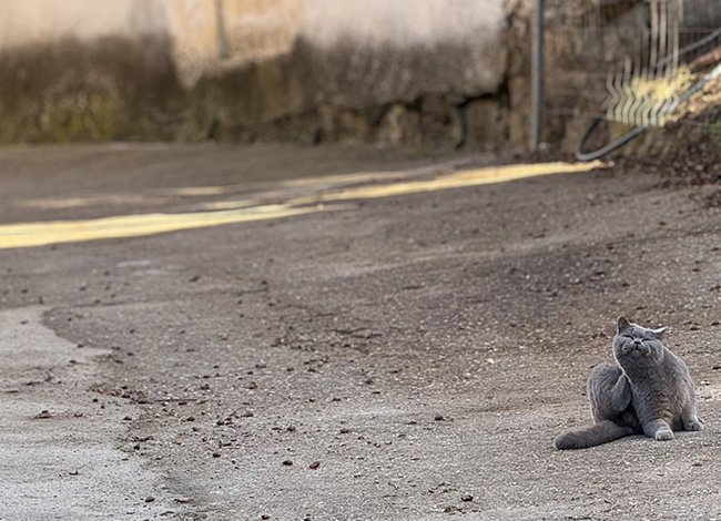 Fotografia guanyadora del tema 