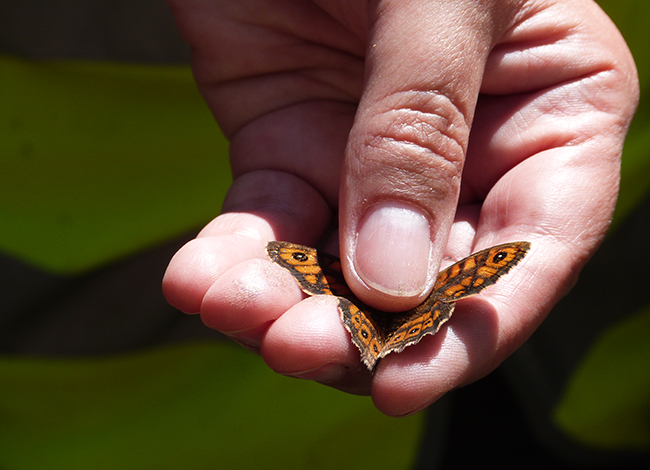 Una de les papallones que es van trobar durant les actuacions. Autoria: Cercle de Voluntaris dels Parcs Naturals