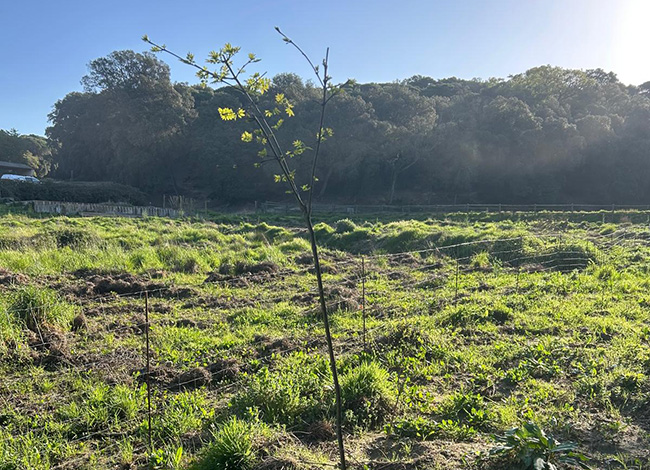 Exemple d'espècie plantada durant l'actuació de restauració ambiental. © XPN