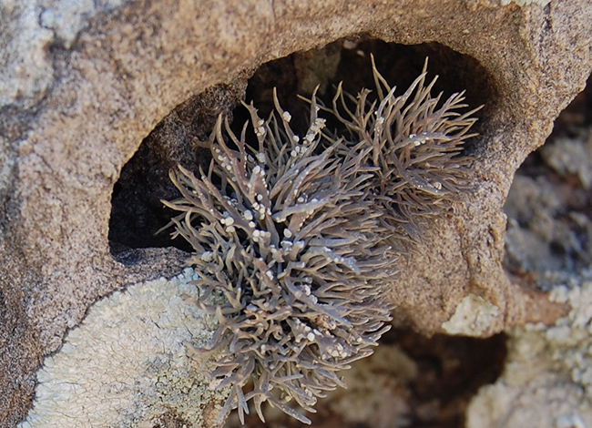 Imatge de l'espècie 