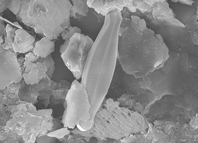 Imatge de microscopi de la 