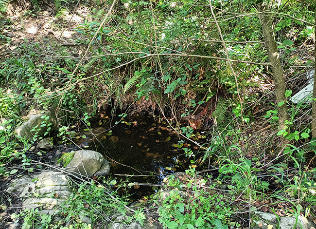 Bassa del torrent de Ca l'Arenes, al Parc del Montnegre i el Corredor, on va aparèixer la diatomea 