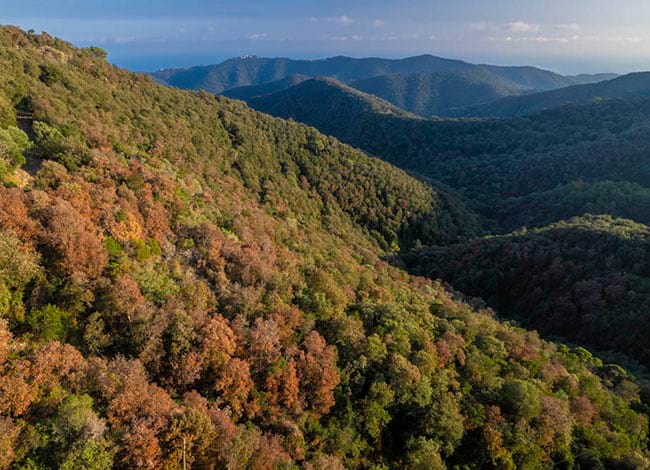 Bosc del Montnegre afectat per la sequera. Autor: Iñaki Relanzón / Diputació de Barcelona