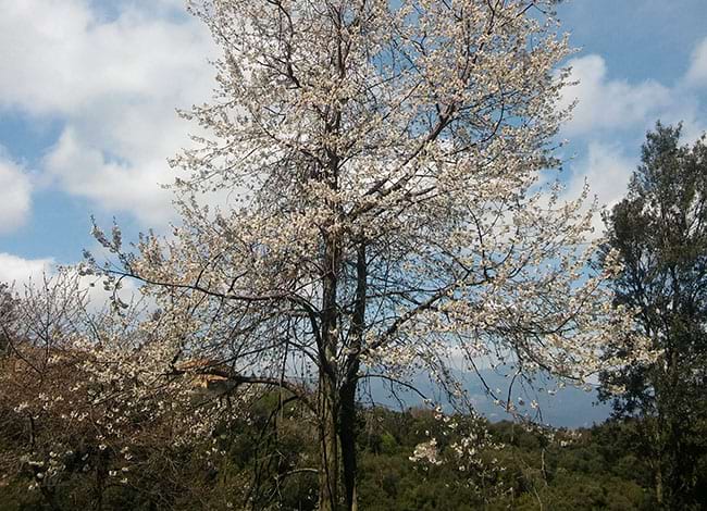 Cirerer florit al Montnegre, protagonista d'una de les passejades. Autor: ENC
