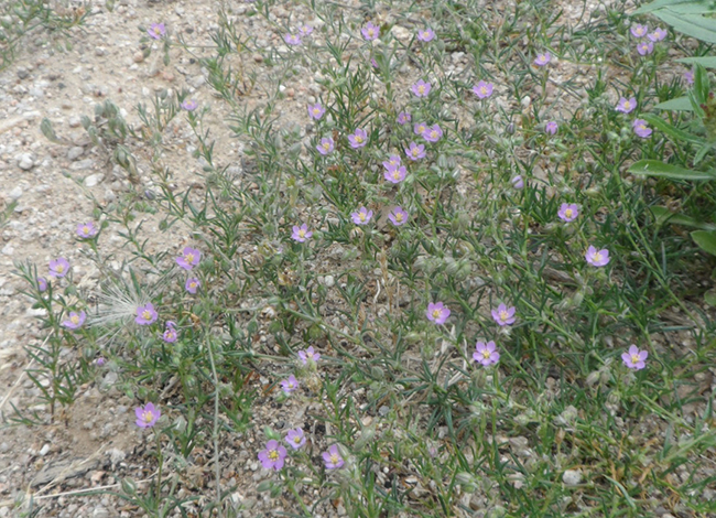 'Spergularia rubra' en flor als camins de la capçalera de la vall de Rimbles. Autor: Cèsar Gutiérrez