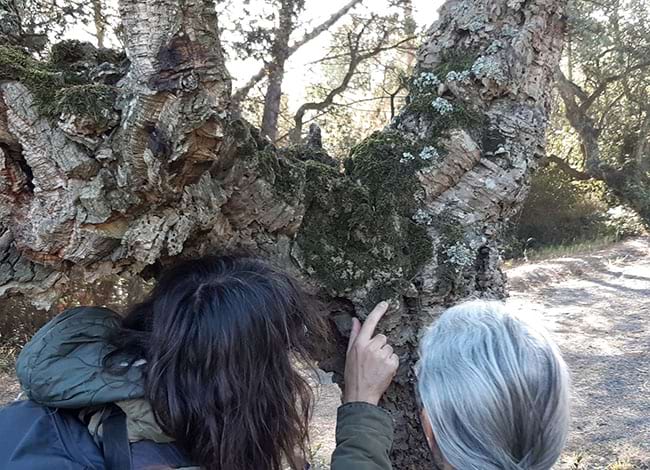 Identificant molses als arbres. Autor: Escola de Natura del Corredor
