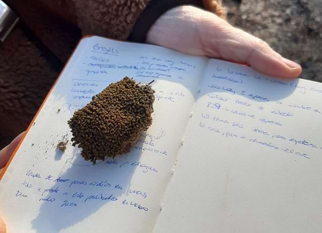 Classificació de les molses. Autor: Escola de Natura del Corredor