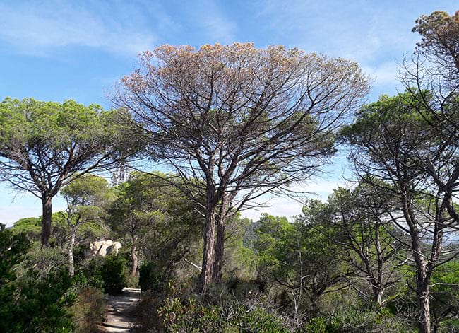 Pineda seca al Parc del Montnegre i el Corredor. Autor: XPN