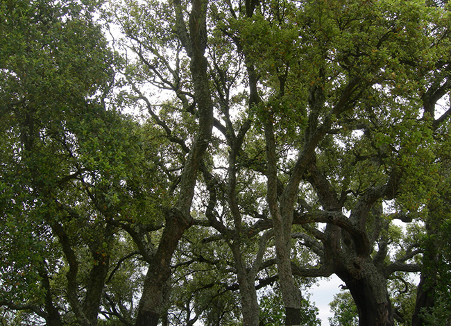 Sureda del Montnegre. Autor: XPN