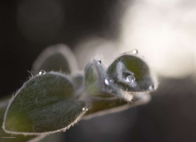 Premi a la millor col·lecció. Tema Silenci. Autor: Gemma Merinero