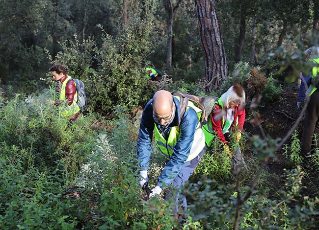 Els voluntaris, arrencant el seneci del cap. Autor: CVPN