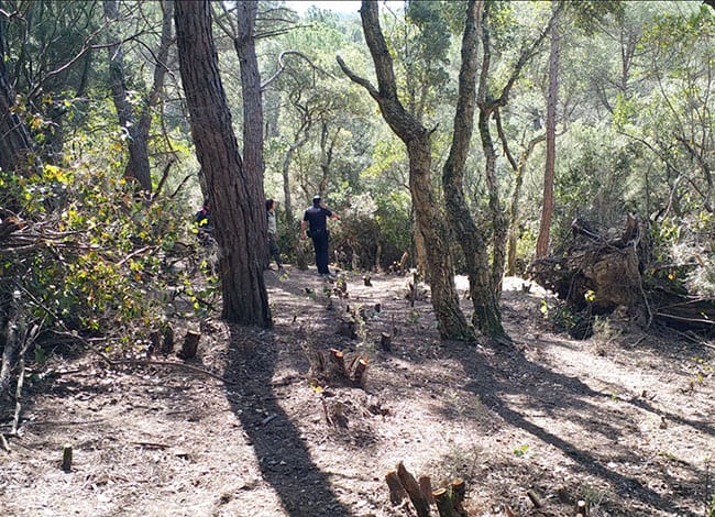 Bosc tallat per habilitar-hi la plantació. Autor: XPN
