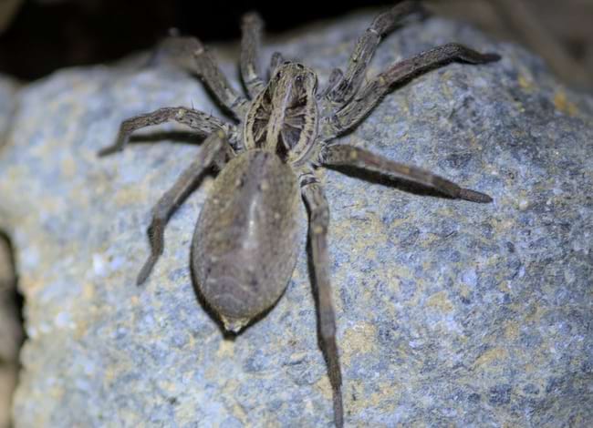 Aranya llop. Autor: Cristian Grijalba