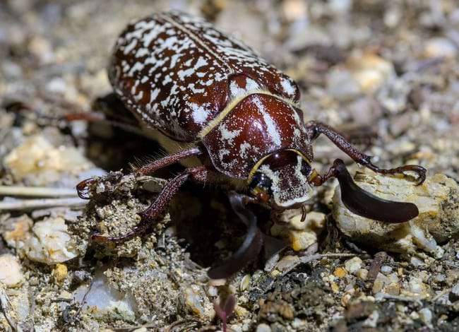 Durant la passejada es van observar un gran nombre d'animals. Autor: Cristian Grijalba