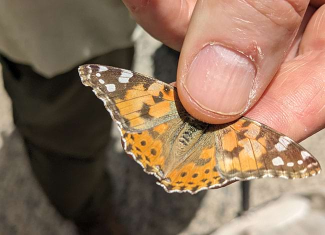 Papallona migradora dels cards. Autor: CVPN