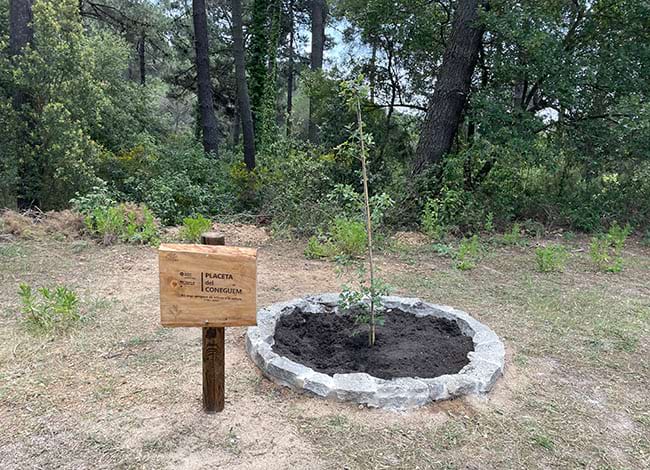 El roure que es va plantar. Autor: XPN