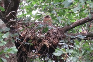 Poll de l’àguila calçada, de fase clara. Autor: Xesco Macià