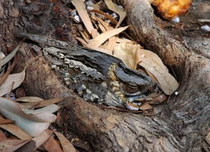 Siboc a la soca d'un arbre. Autor: Enric Badosa