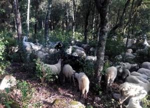 Pasturatge al Montnegre i Corredor. Autor: RuralCat