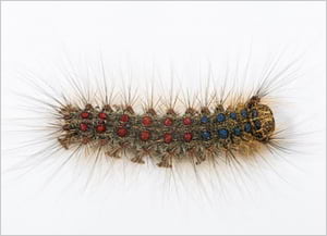 Eruga del suro. Autor: Didier Descouens