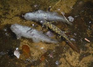 Mortalitat de tritó verd infectat de Bsal. <br />Autor: D. Fernández (GRENP)