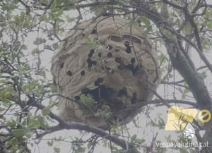 Niu de vespa asiàtica tractat. Autor: Antoni Armengol