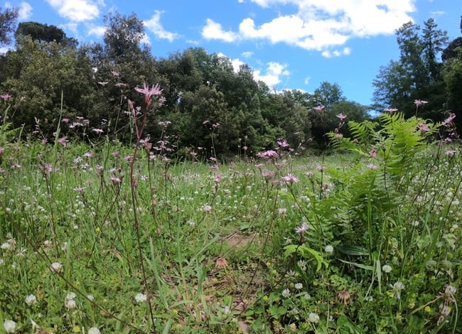 Prat amb flor de cucut, una espècie indicadora<br /> de prats humits. Autor: Paisatges Vius