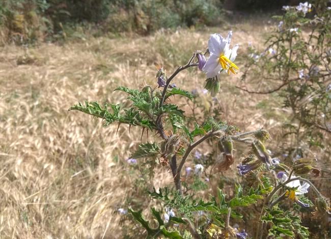 La planta 'Solanum sisymbriifolium' florida.<br />Autor: XPN