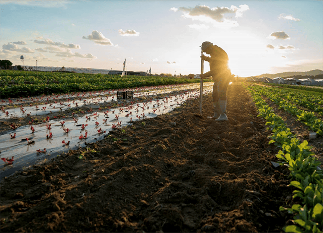 Un dels horts del nou parc agrari. Autor: Diputació de Barcelona