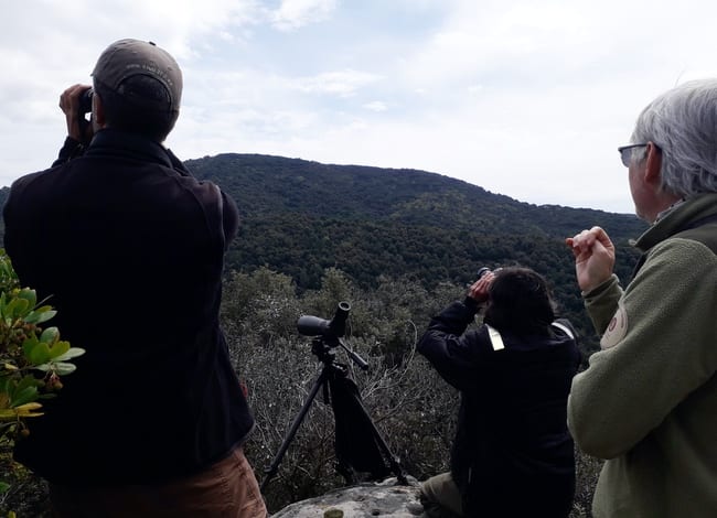 Seguiment de rapinyaires al Parc del Montnegre i el Corredor. Autor: XPN