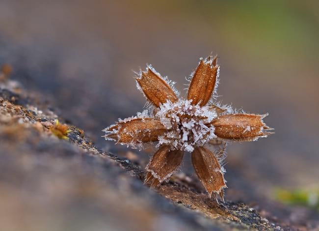 Premi Tema A - 'Hivern' del Ral·li 2020.<br />Autor: Joan Pous Barniol