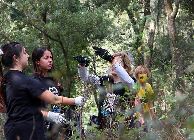Voluntàries de Reforesta tallant 'Senecio inaequidens' a Can Bosc (Dosrius).  Autor: VMLYRx Spain