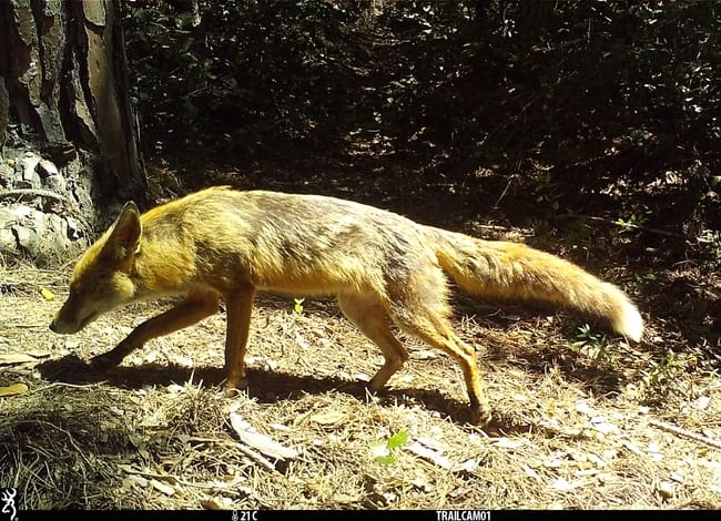 Una guineu (Vulpes vulpes) fotografiada durant l'estudi. Autor: FELIS-ICHN i Gisfera
