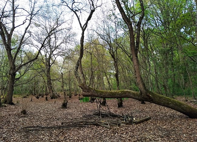 Una roureda, un dels boscos que es poden descobrir a les Passejades. Autor: Roger Porta