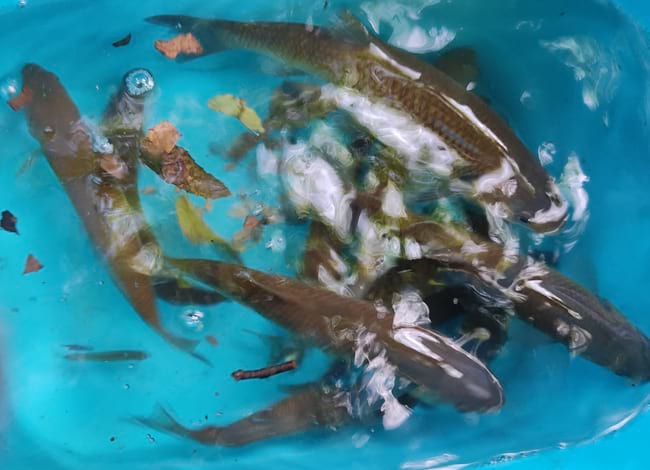 Exemplars de barb de muntanya i bagra en un recipient per al comptatge. Autor: XPN